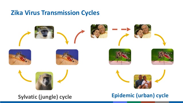 zika transmission cycle