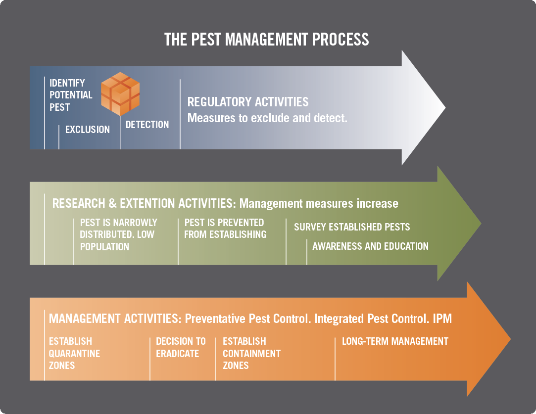 Pest management process infographic