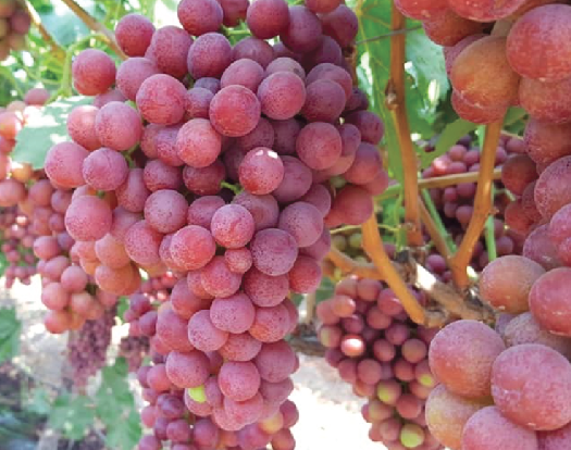 Red grapes on the vine