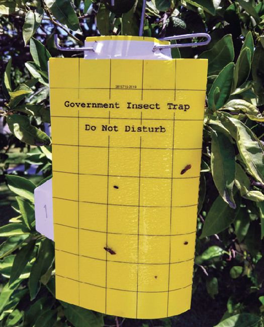 GWSS Yellow Sticky Trap in a Citrus Tree