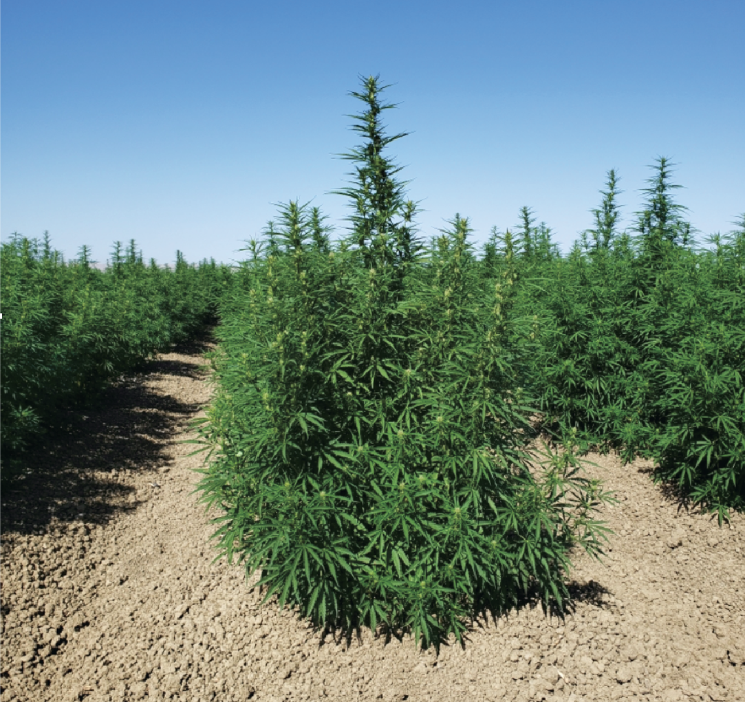 Industrial hemp planting on the west side of Fresno