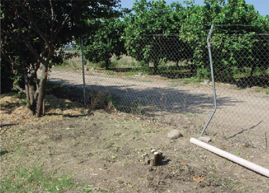 Site cleared of Japanese dodder