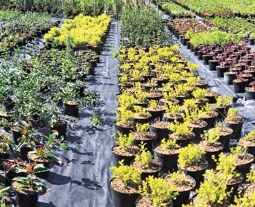 Commercial nurseries are just one example of the type of sites inspected to exclude incoming pests.
