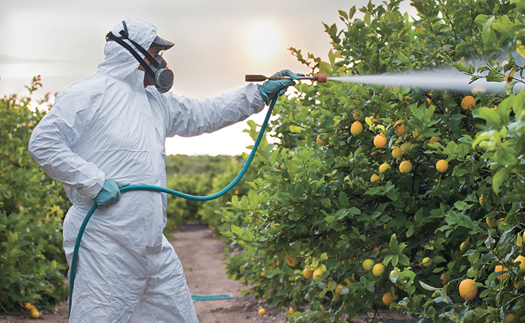 Worker spraying citrus tree with pesticide