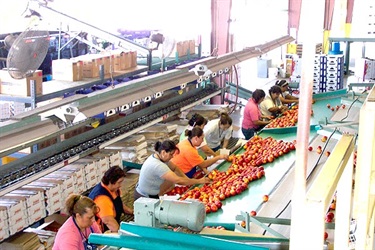Packing fruit