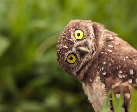 Questioning-Owl2.jpg
